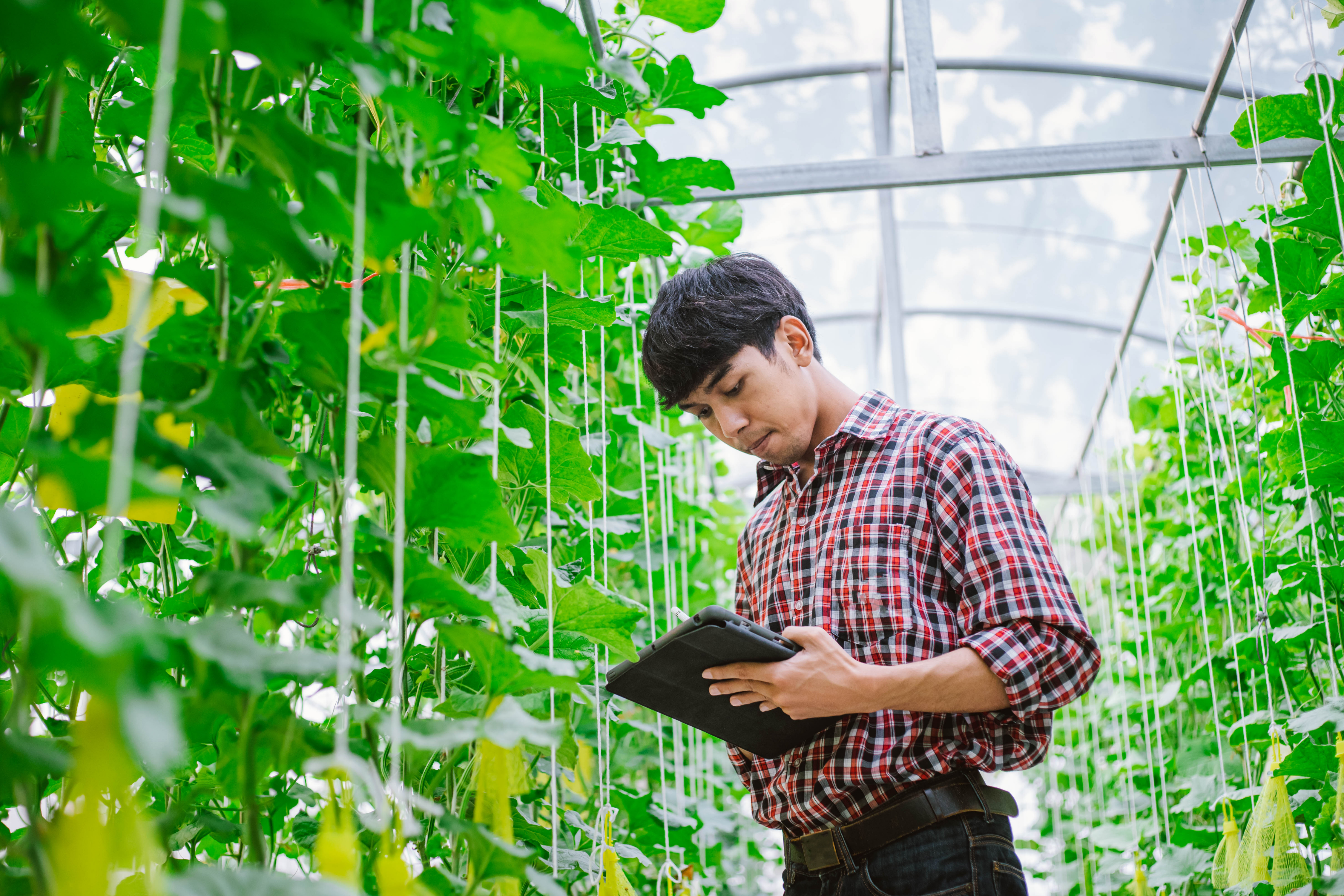 man_in_greenhouse